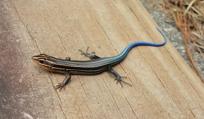 Blue-Tailed Skink