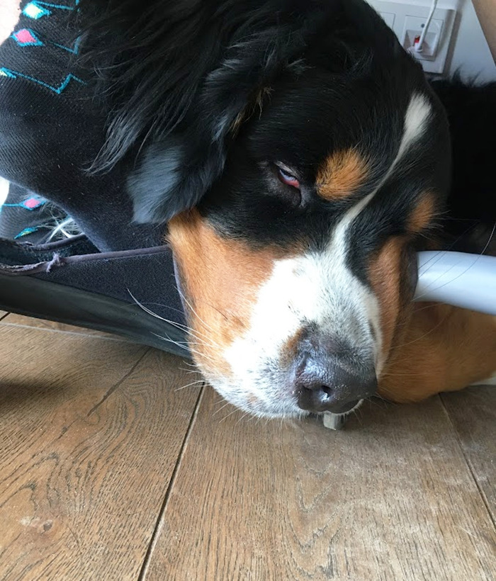 Here's Why You Should let Your Dog Sleep In Your Bed