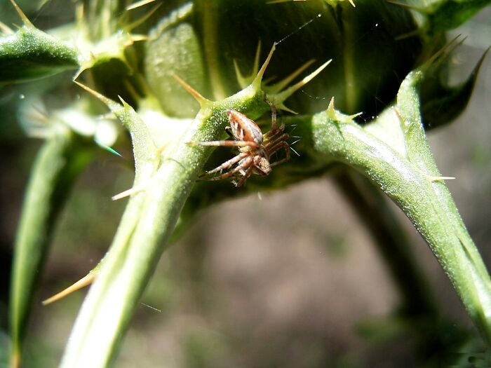 Spider On Thorn