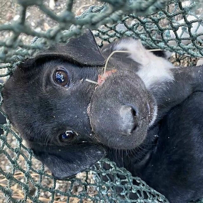 We Found A Poor Dog Bound With A Fishing Line, We Saved Her And Helped Her Heal