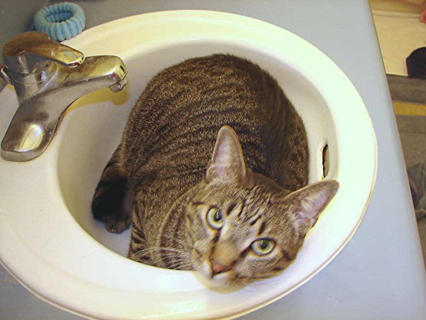 Fatmanwalkin When He Knew I Was Going To Go Somewhere And Would Need To Get Into The Bathroom To Brush My Teeth. Every Time. Rip Sweet Boy.