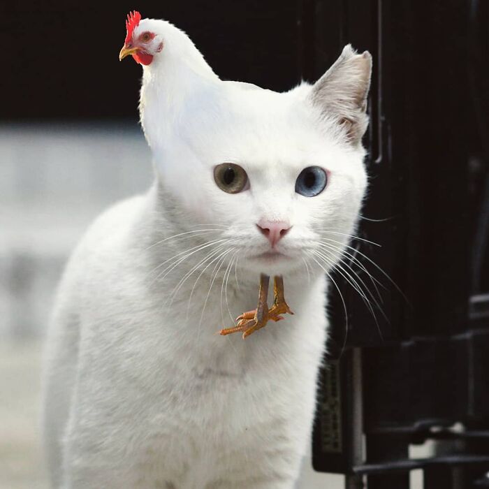 This Artist From Turkey Makes Incredibly Absurd Collages