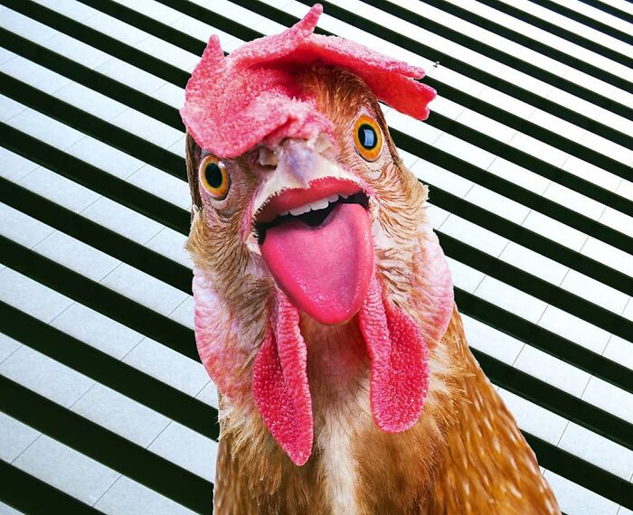 This Artist From Turkey Makes Incredibly Absurd Collages