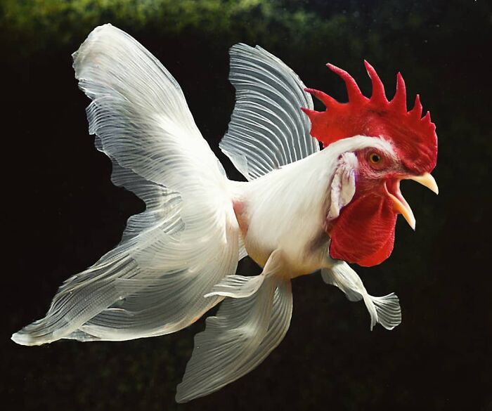 This Artist From Turkey Makes Incredibly Absurd Collages