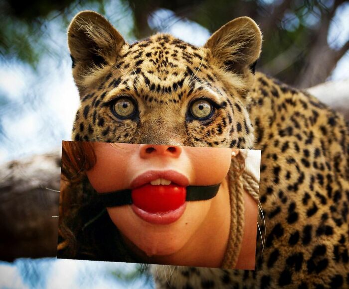 This Artist From Turkey Makes Incredibly Absurd Collages