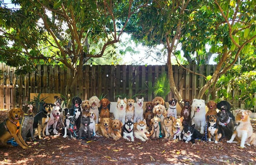 This Nursery Is Getting Their Dogs To Pose Perfectly For The Photos