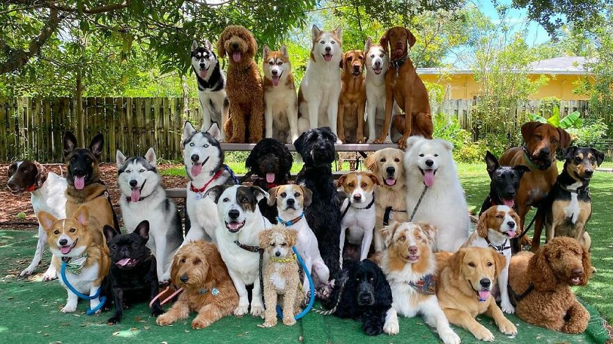 This Nursery Is Getting Their Dogs To Pose Perfectly For The Photos