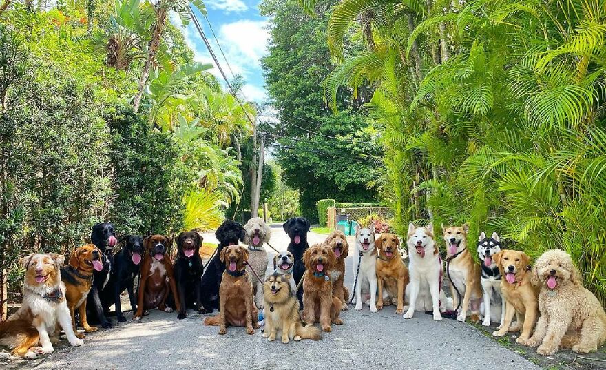 This Nursery Is Getting Their Dogs To Pose Perfectly For The Photos