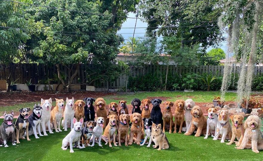 This Nursery Is Getting Their Dogs To Pose Perfectly For The Photos