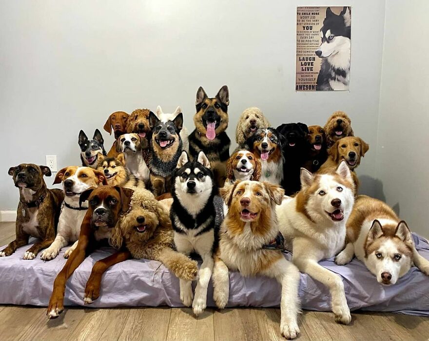 This Nursery Is Getting Their Dogs To Pose Perfectly For The Photos