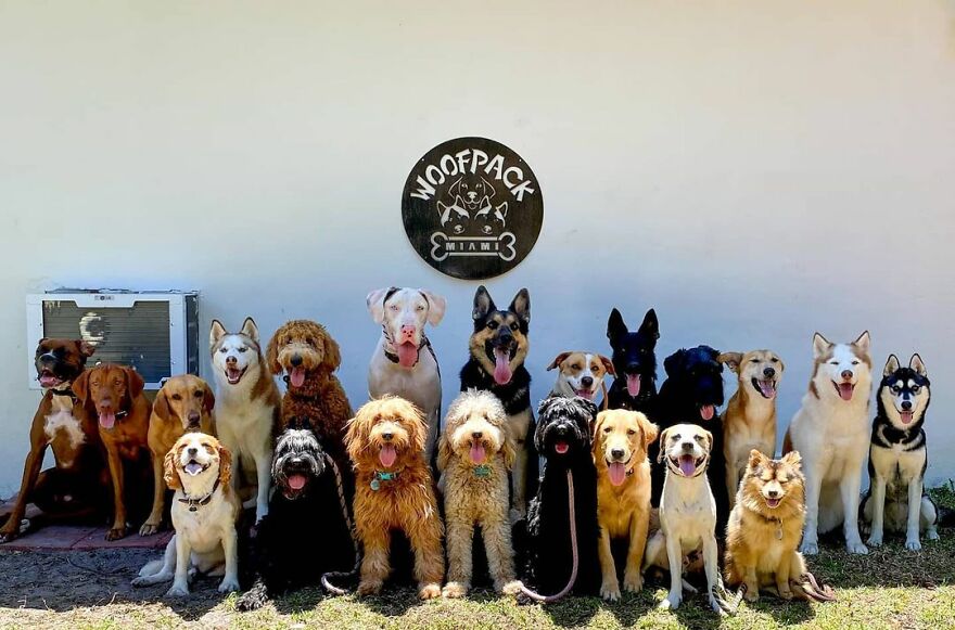 This Nursery Is Getting Their Dogs To Pose Perfectly For The Photos