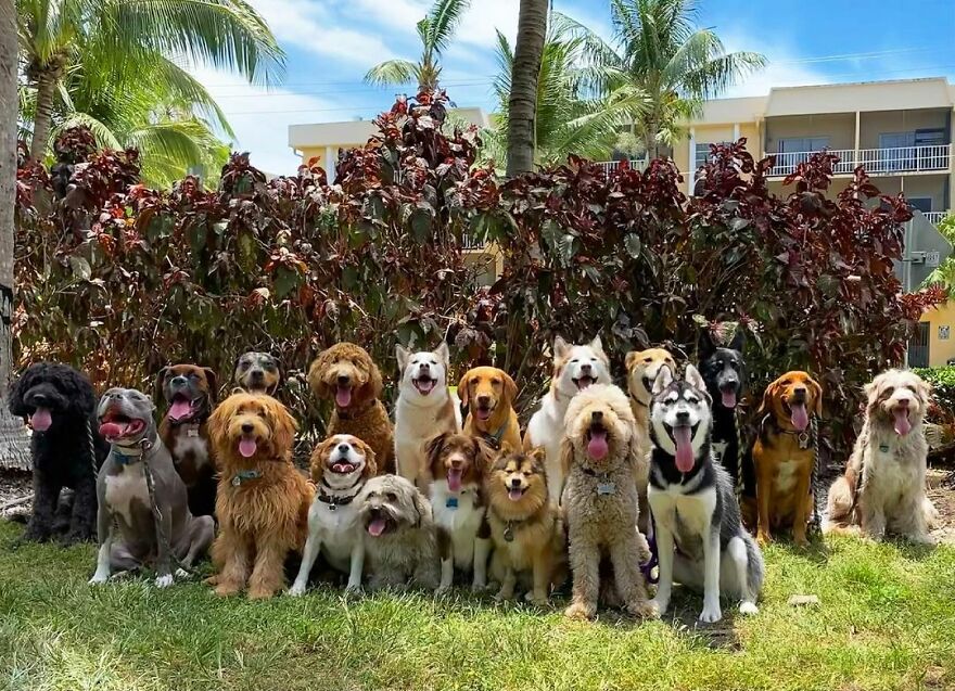 This Nursery Is Getting Their Dogs To Pose Perfectly For The Photos