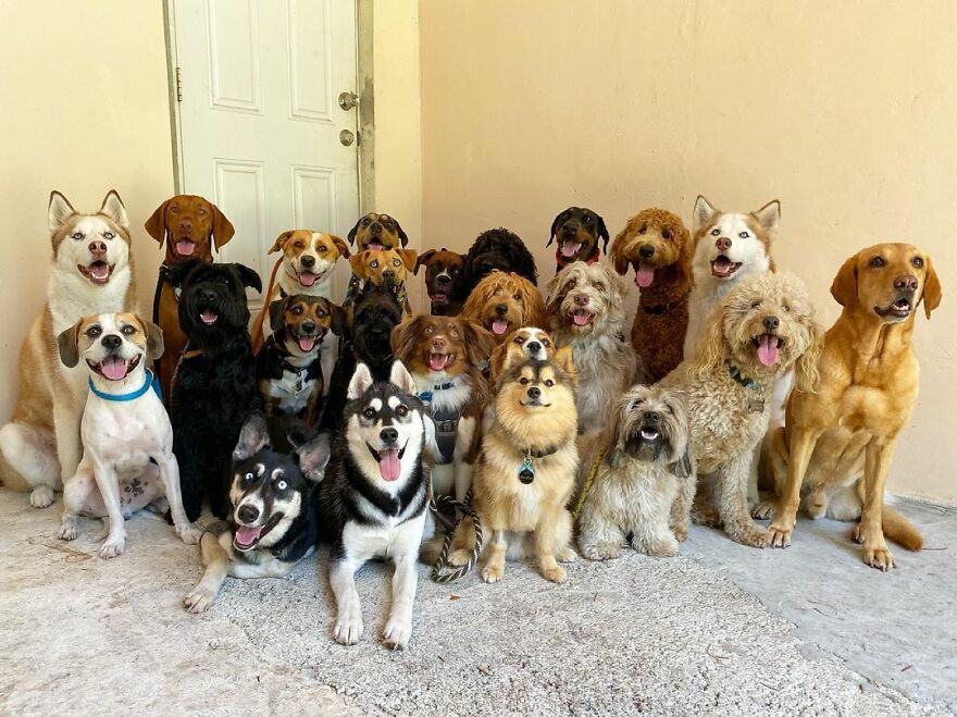 This Nursery Is Getting Their Dogs To Pose Perfectly For The Photos