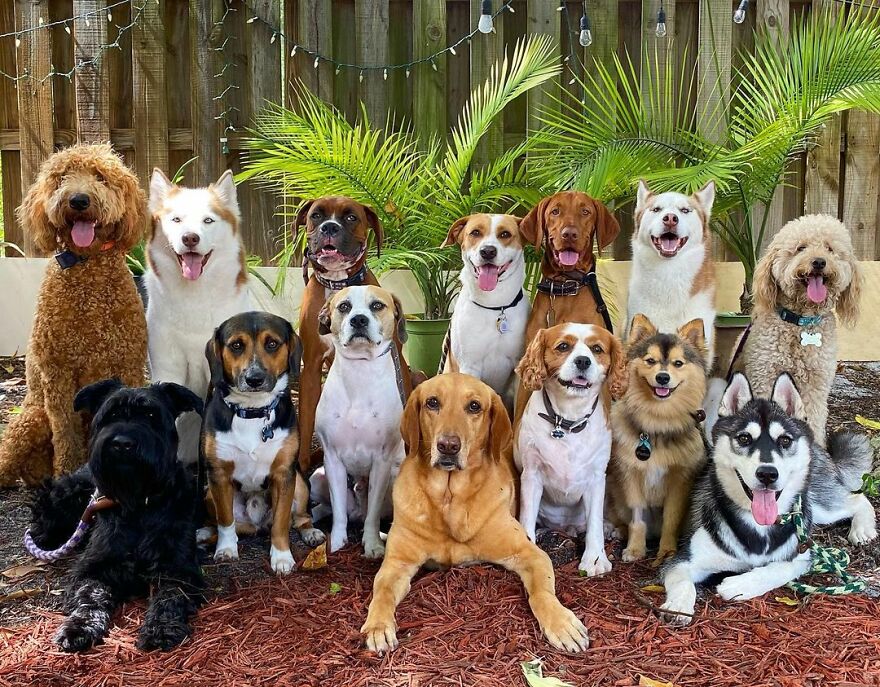 This Nursery Is Getting Their Dogs To Pose Perfectly For The Photos