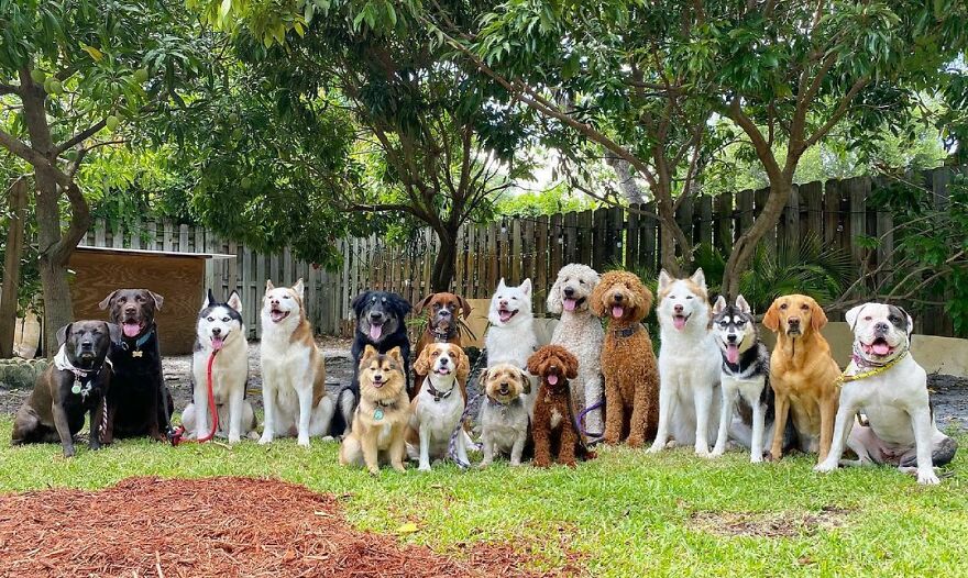 This Nursery Is Getting Their Dogs To Pose Perfectly For The Photos