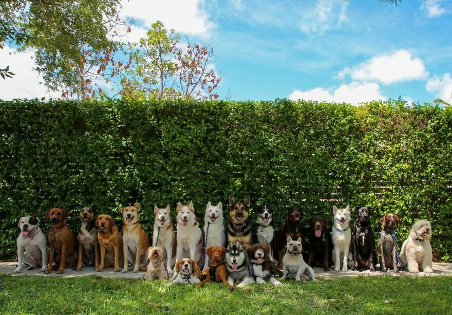 This Nursery Is Getting Their Dogs To Pose Perfectly For The Photos