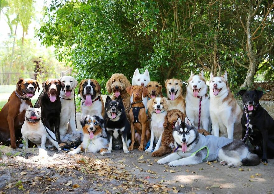 This Nursery Is Getting Their Dogs To Pose Perfectly For The Photos