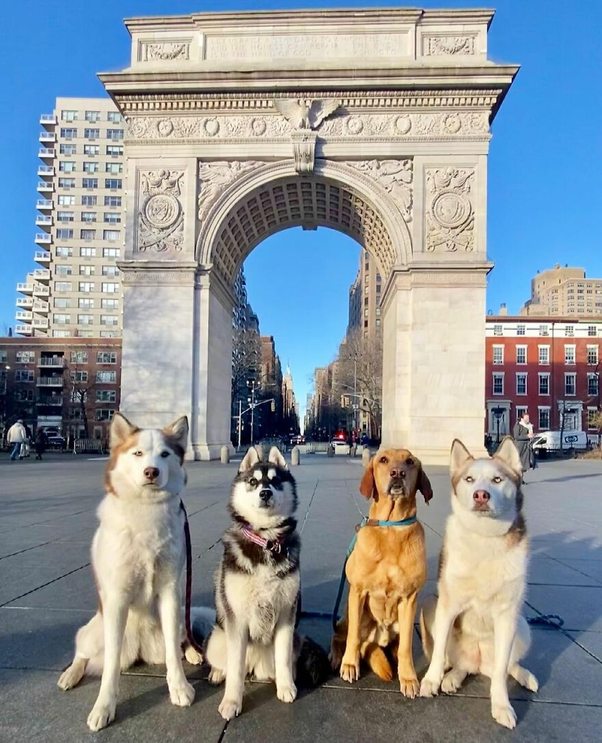 This Nursery Is Getting Their Dogs To Pose Perfectly For The Photos