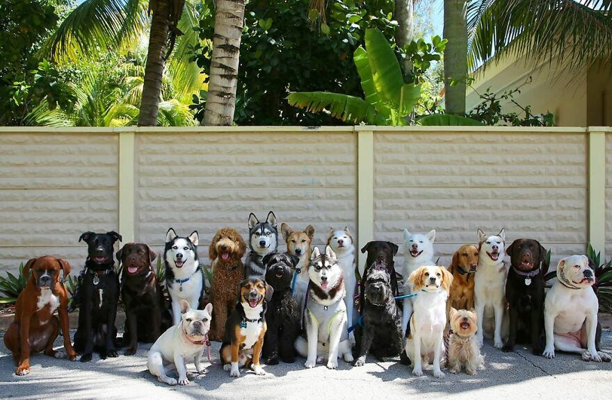 This Nursery Is Getting Their Dogs To Pose Perfectly For The Photos