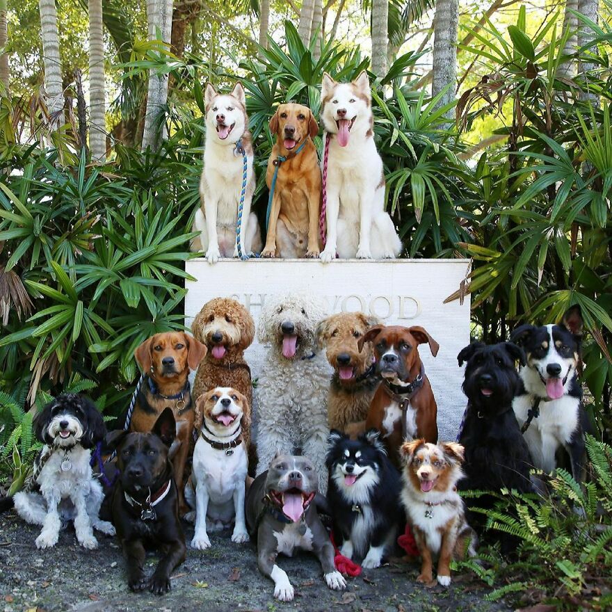 This Nursery Is Getting Their Dogs To Pose Perfectly For The Photos