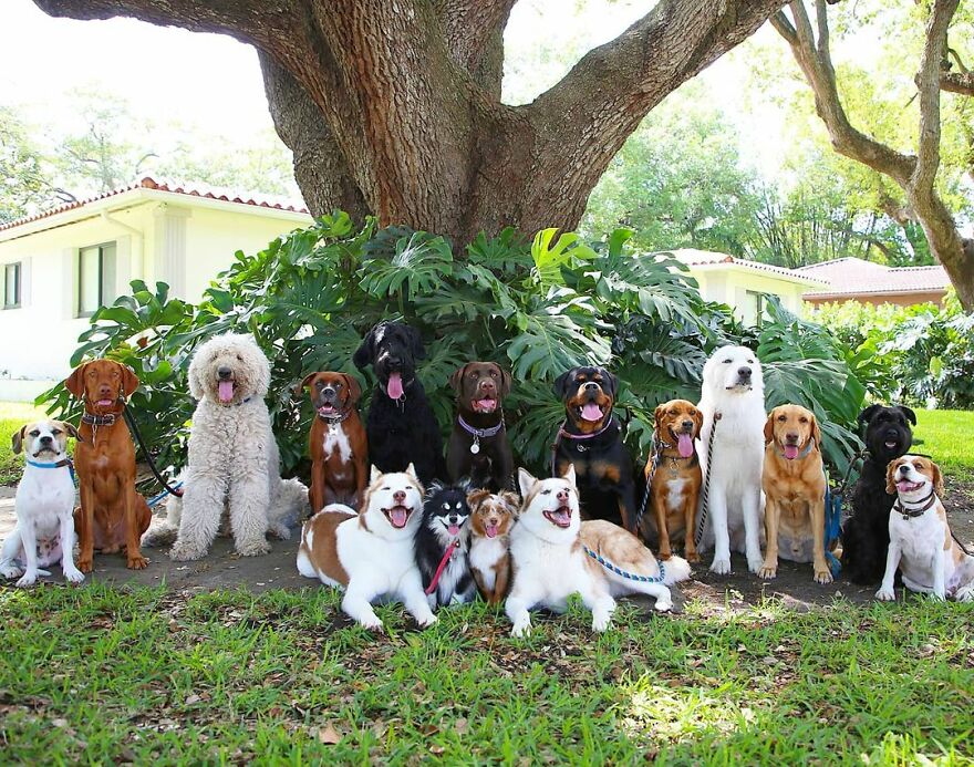 This Nursery Is Getting Their Dogs To Pose Perfectly For The Photos