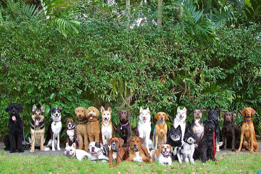 This Nursery Is Getting Their Dogs To Pose Perfectly For The Photos