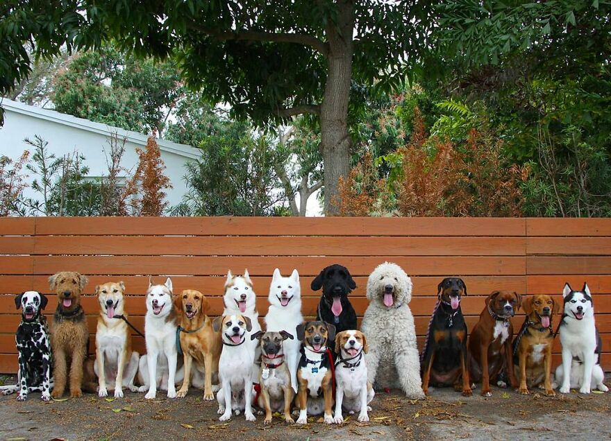 This Nursery Is Getting Their Dogs To Pose Perfectly For The Photos