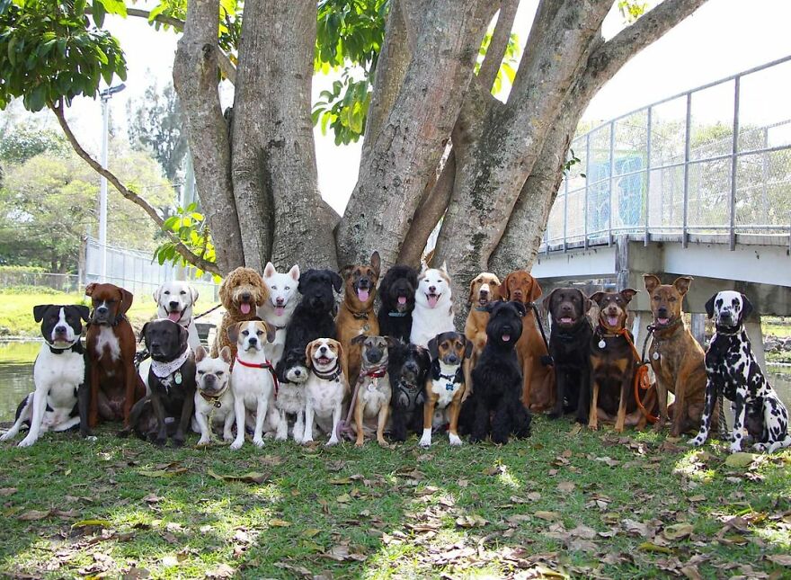 This Nursery Is Getting Their Dogs To Pose Perfectly For The Photos