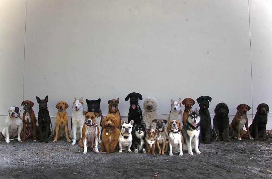 This Nursery Is Getting Their Dogs To Pose Perfectly For The Photos