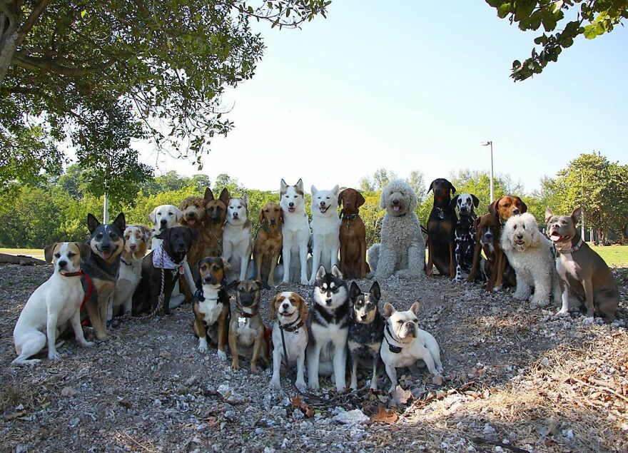 This Nursery Is Getting Their Dogs To Pose Perfectly For The Photos