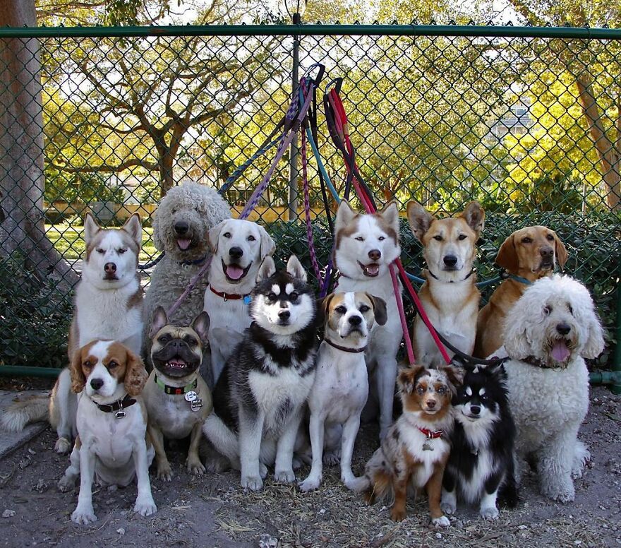 This Nursery Is Getting Their Dogs To Pose Perfectly For The Photos
