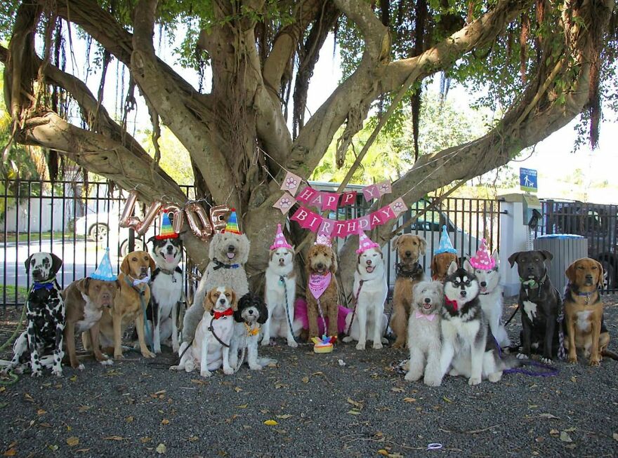This Nursery Is Getting Their Dogs To Pose Perfectly For The Photos