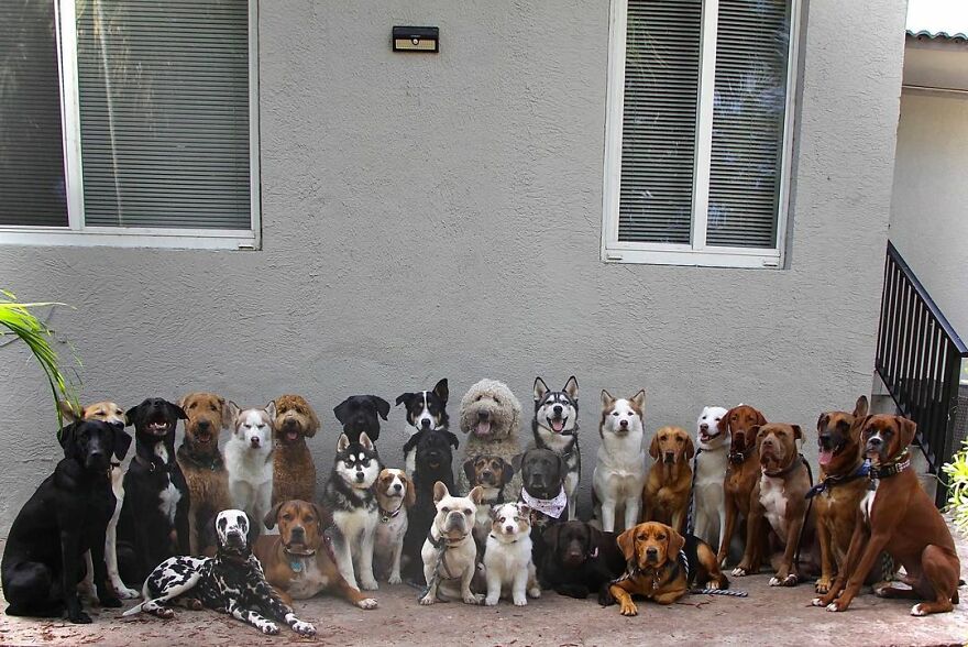 This Nursery Is Getting Their Dogs To Pose Perfectly For The Photos
