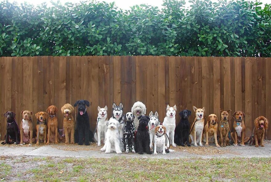 This Nursery Is Getting Their Dogs To Pose Perfectly For The Photos