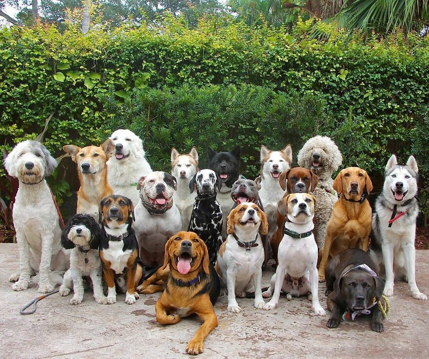 This Nursery Is Getting Their Dogs To Pose Perfectly For The Photos