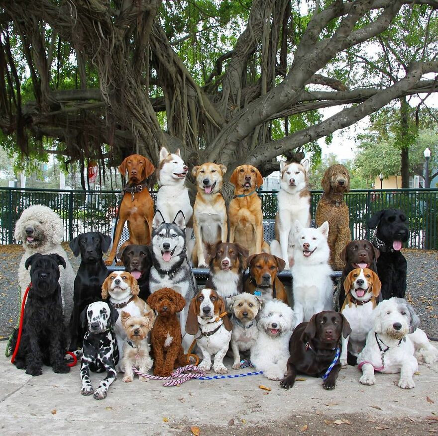 This Nursery Is Getting Their Dogs To Pose Perfectly For The Photos
