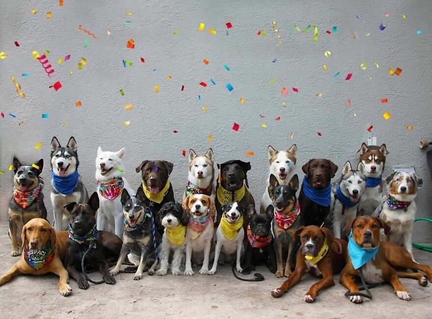 This Nursery Is Getting Their Dogs To Pose Perfectly For The Photos