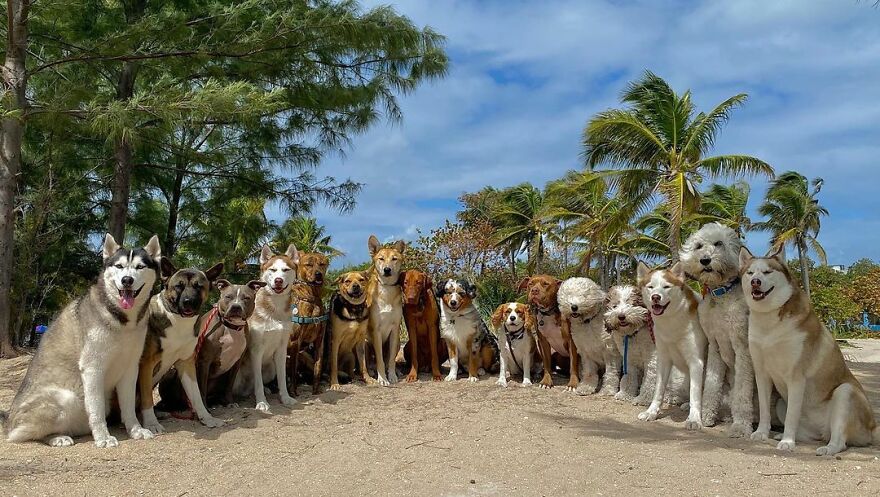 This Nursery Is Getting Their Dogs To Pose Perfectly For The Photos