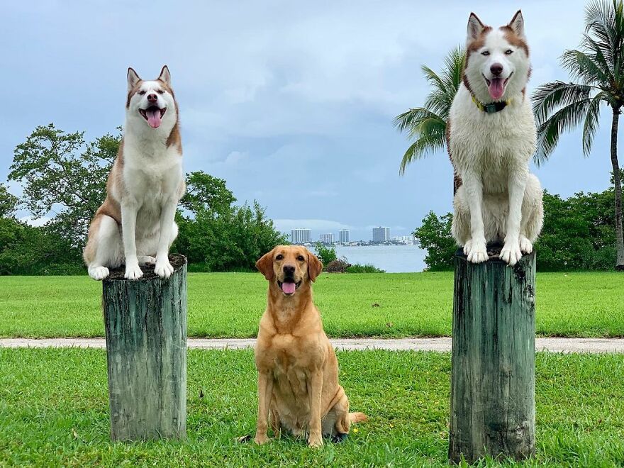 This Nursery Is Getting Their Dogs To Pose Perfectly For The Photos
