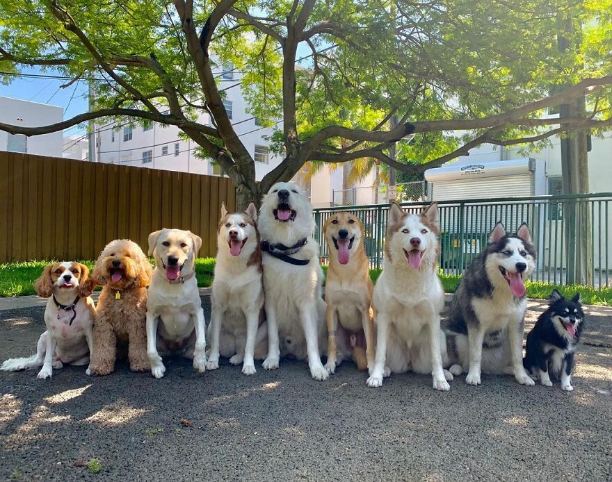 This Nursery Is Getting Their Dogs To Pose Perfectly For The Photos