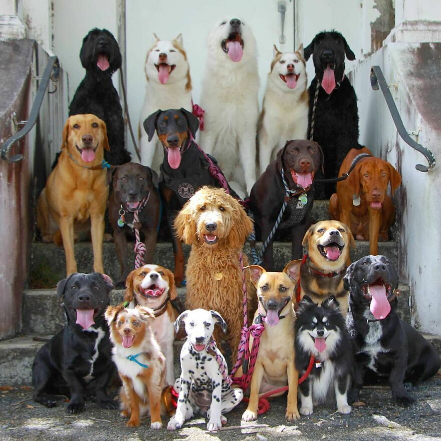 This Nursery Is Getting Their Dogs To Pose Perfectly For The Photos