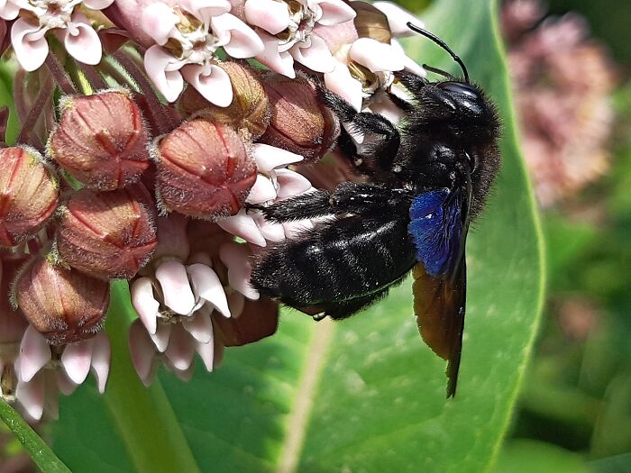 Violet Carpenter Bee-Do Insects Count?