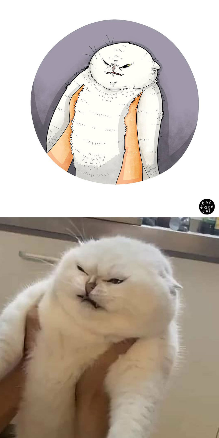 Viral Cat Memes Are Transformed Into Purr-Fect Cat Illustrations (New Pics)
