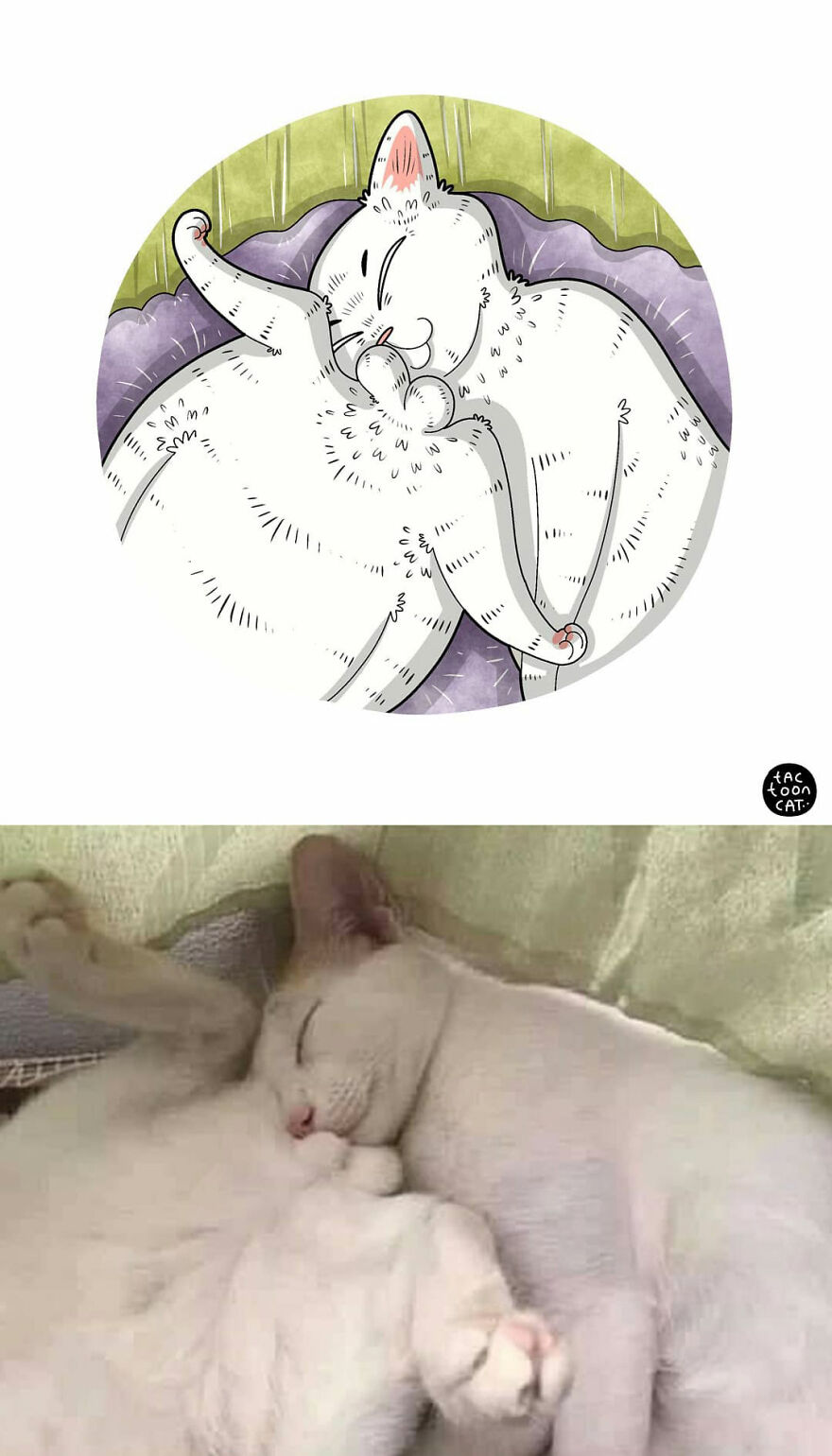 Viral Cat Memes Are Transformed Into Purr-Fect Cat Illustrations (New Pics)