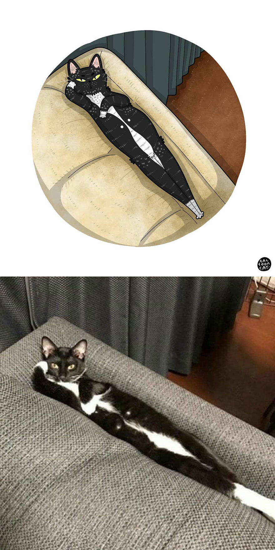 Viral Cat Memes Are Transformed Into Purr-Fect Cat Illustrations (New Pics)