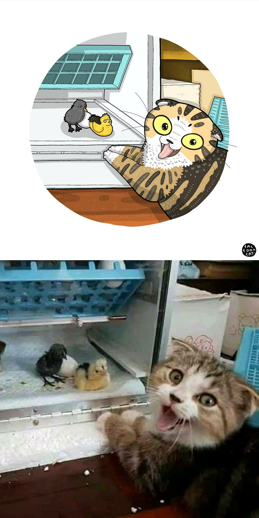 Viral Cat Memes Are Transformed Into Purr-Fect Cat Illustrations (New Pics)