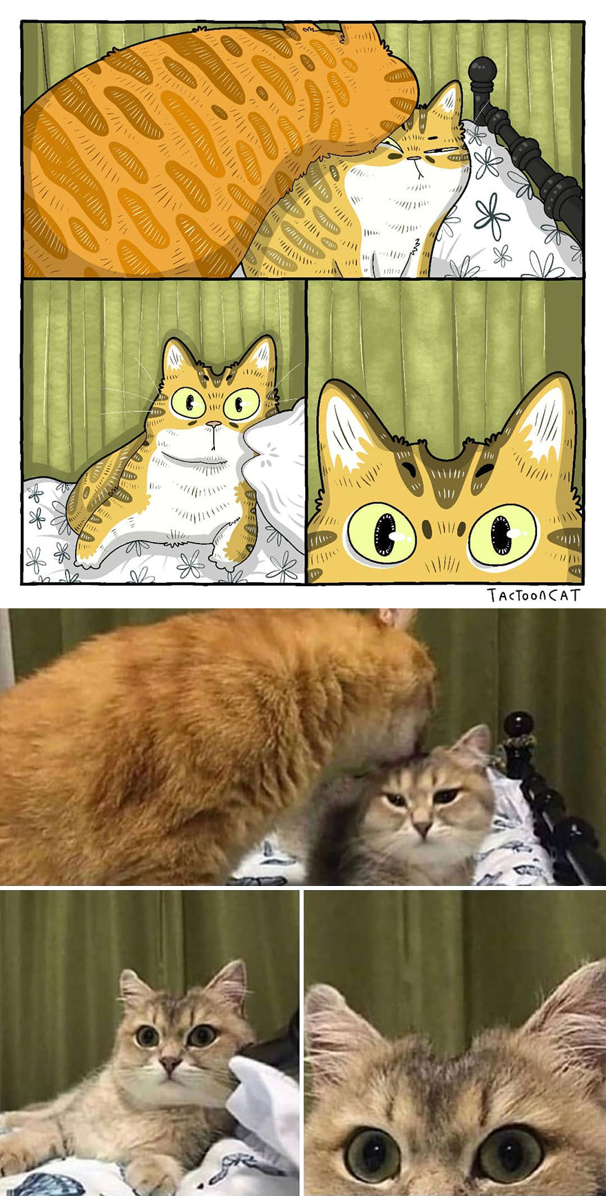 Viral Cat Memes Are Transformed Into Purr-Fect Cat Illustrations (New Pics)