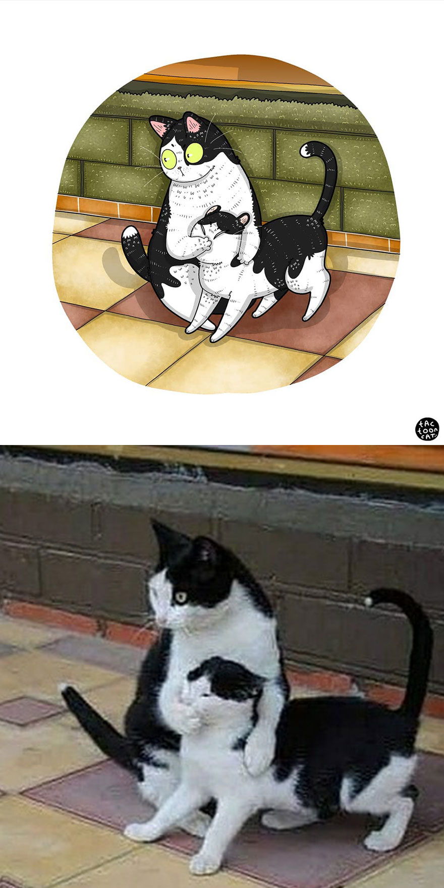 Viral Cat Memes Are Transformed Into Purr-Fect Cat Illustrations (New Pics)