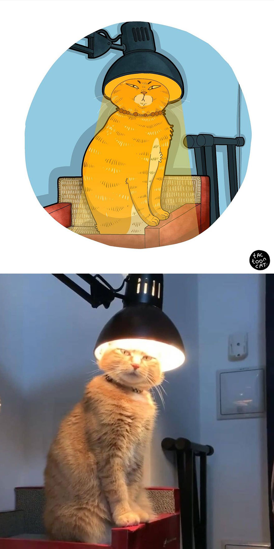 Viral Cat Memes Are Transformed Into Purr-Fect Cat Illustrations (New Pics)