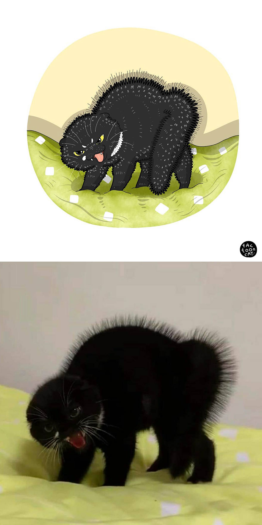 Viral Cat Memes Are Transformed Into Purr-Fect Cat Illustrations (New Pics)